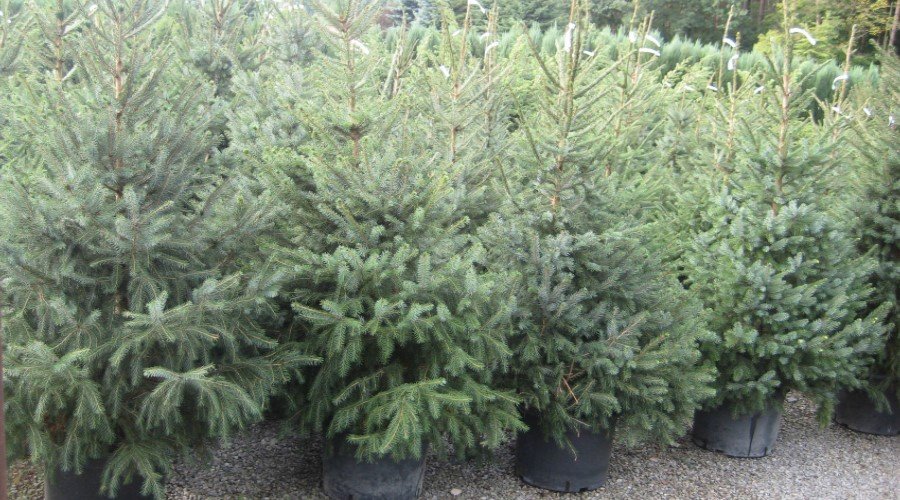 coniferous trees spruce juniper pine spruce thuja yew